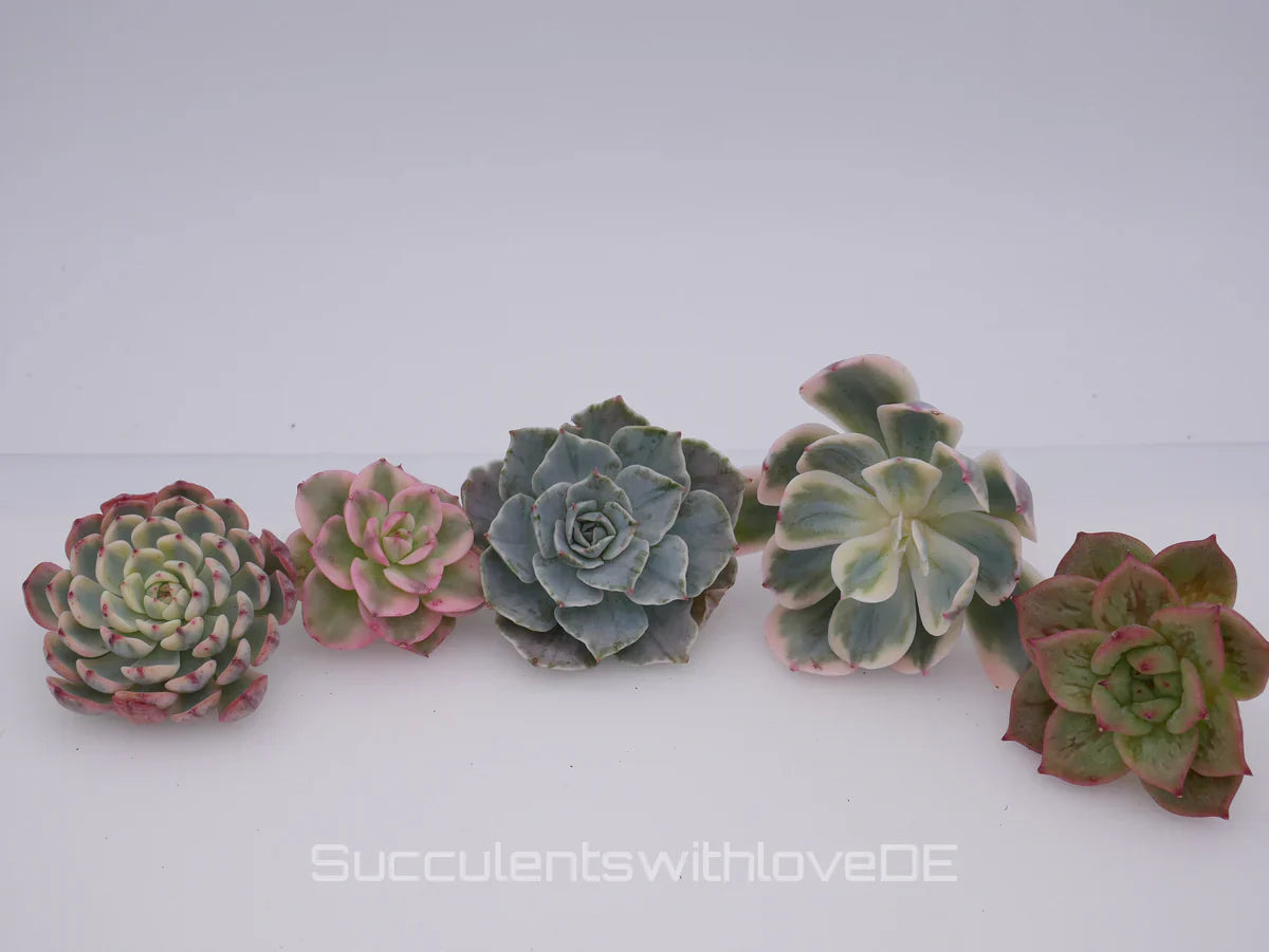 Die Kunst der Echeveria-Pflege: Wie du deine Lieblinge zum Blhen bringst