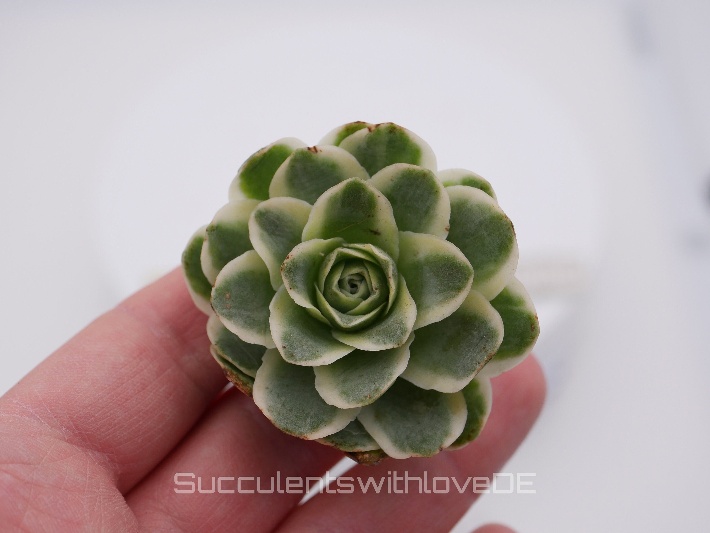 Greenovia Aurea variegata beautiful and very rare succulent succul
