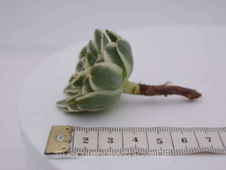 Greenovia Aurea variegata - schöne und sehr seltene Sukkulente - Sukkulente - Pflanze * Korea Import *