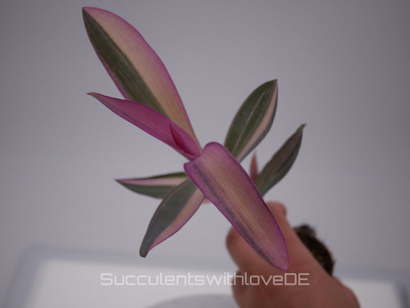 Tradescantia pallida variegata: Pflege, Standort und Vermehrung - succulentswithlove