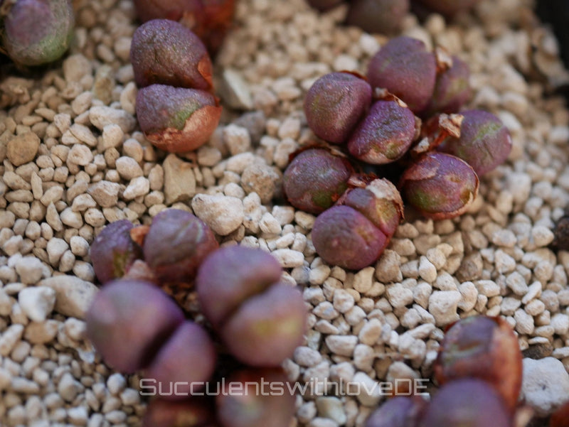 Conophytum pflegen: Standort, Gießen und Jahresrhythmus der Kegelblumen - succulentswithlove