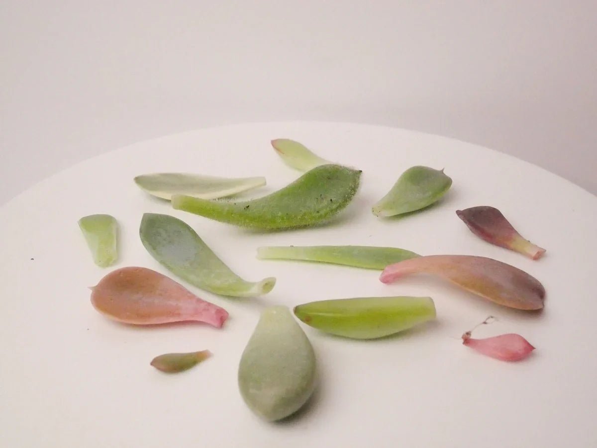 Sukkulenten vermehren - Einfache Schritte für einen grünen Daumen - succulentswithlove