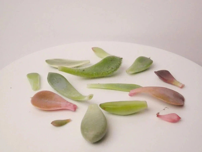 Sukkulenten vermehren – Einfache Schritte für einen grünen Daumen - succulentswithlove