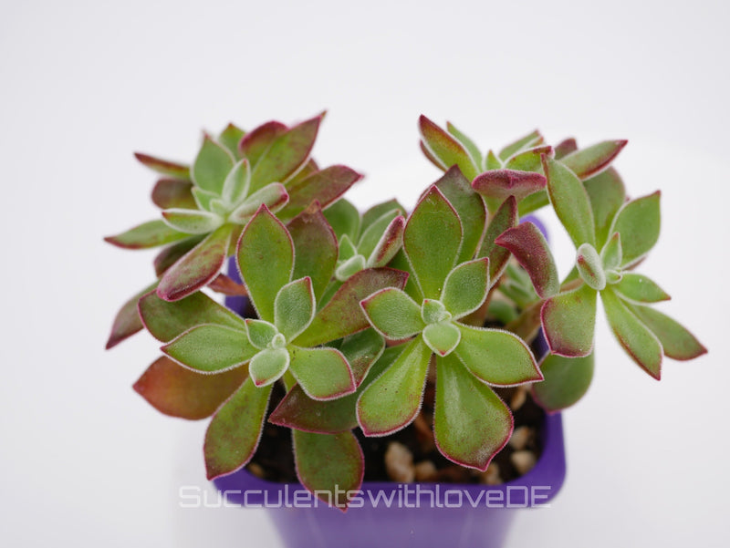 Echeveria Pulvinata Devotion: Die perfekte Pflanze für Anfänger - succulentswithlove