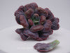 Wie vermehre ich eine Echeveria? Der komplette Leitfaden zur Vermehrung - succulentswithlove