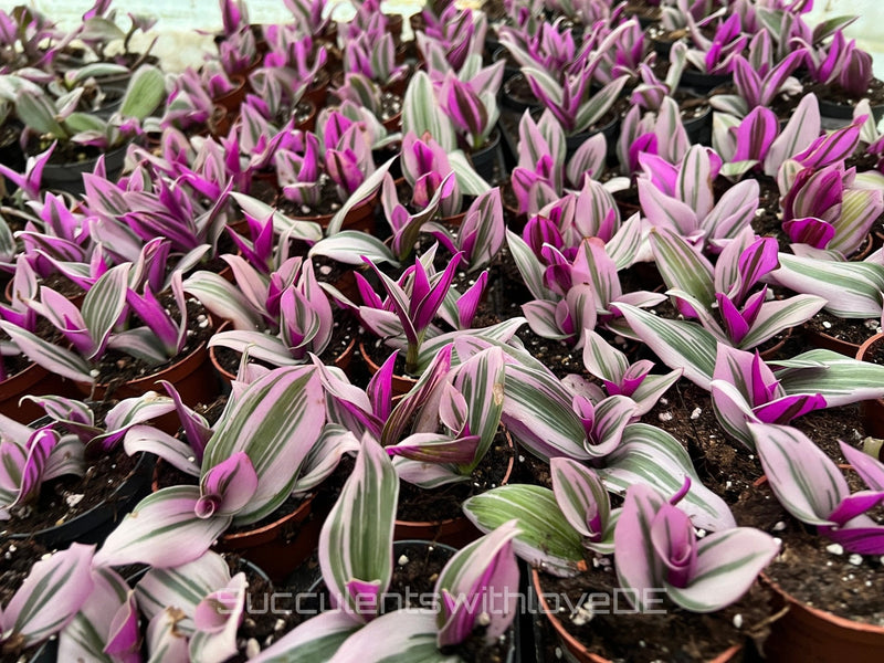 Tradescantia Sorten im Überblick: Pflege, Vermehrung & die 7 schönsten Arten - succulentswithlove