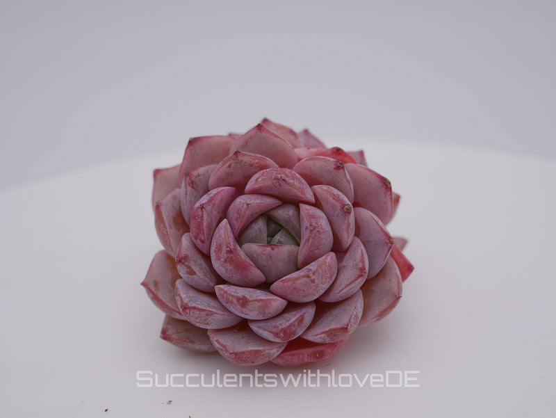 Sukkulenten vergeilen: Ursachen, Rettung und Vorbeugung im Winter - succulentswithlove