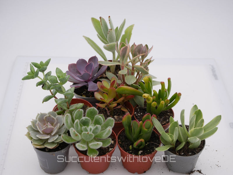 Sukkulenten überwintern: So kommen deine Pflanzen gesund durch den Winter - succulentswithlove