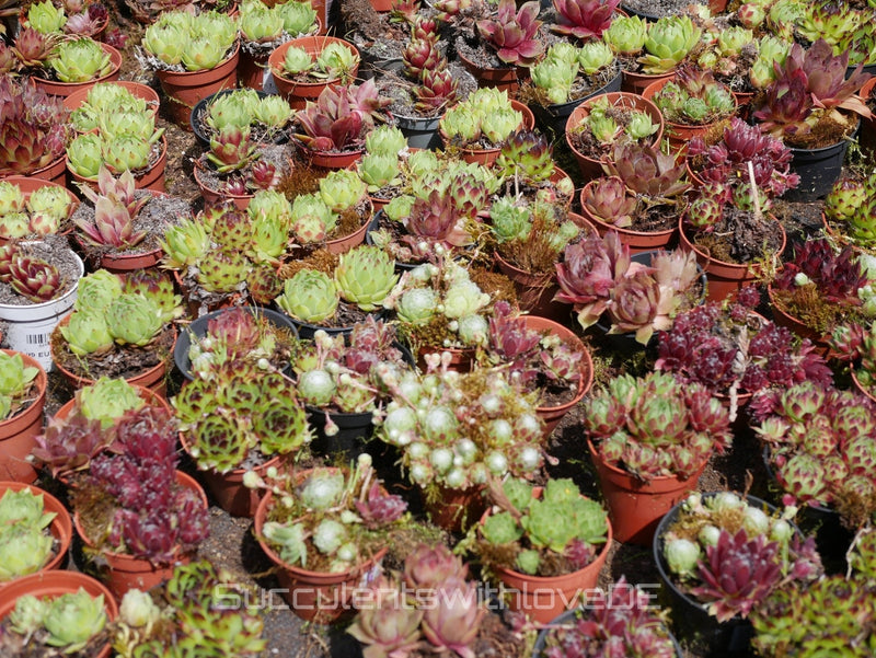 Winterharte Sukkulenten: Sempervivum, Sedum & Co. im Garten und im Topf - succulentswithlove