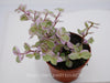 Callisia repens Pink Lady richtig pflegen: Tipps für kräftiges Wachstum - succulentswithlove