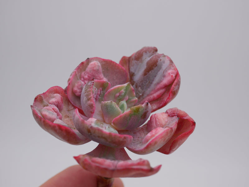 Die schönsten Echeveria Arten für deine Sukkulentensammlung - succulentswithlove