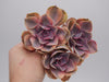 Echeveria Rainbow in einer Hand