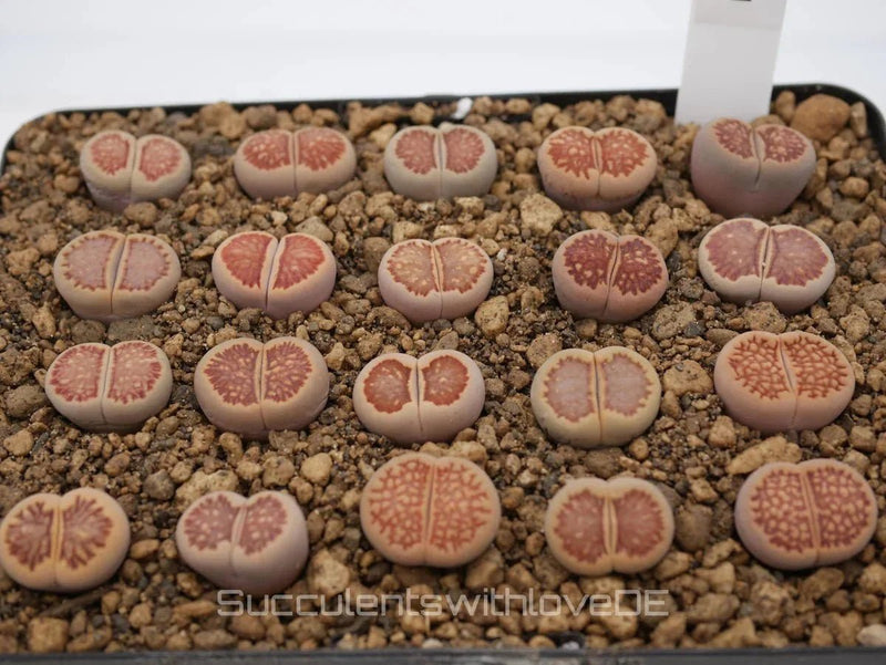 Lithops Sorten: Entdecke die Vielfalt der lebenden Steine - succulentswithlove