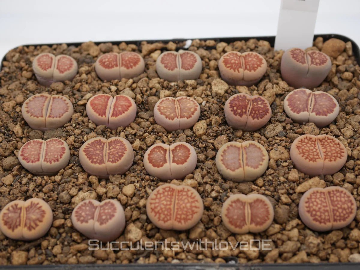 Lithops Sorten: Entdecken Sie die Vielfalt der lebenden Steine - succulentswithlove