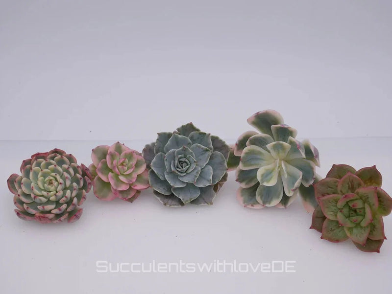 Die Kunst der Echeveria-Pflege: Wie du deine Lieblinge zum Blühen bringst - succulentswithlove