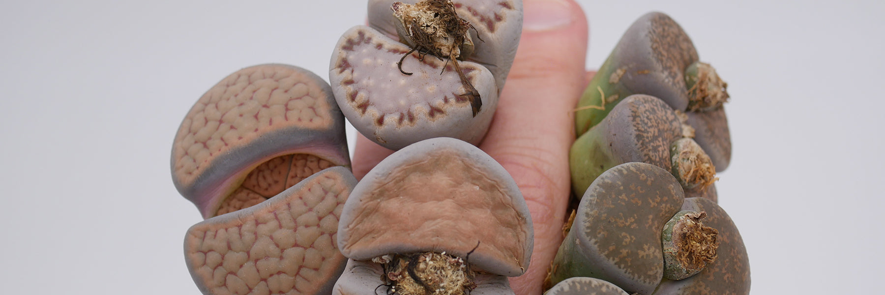 succulentswithlove - lovely succulents and lithops