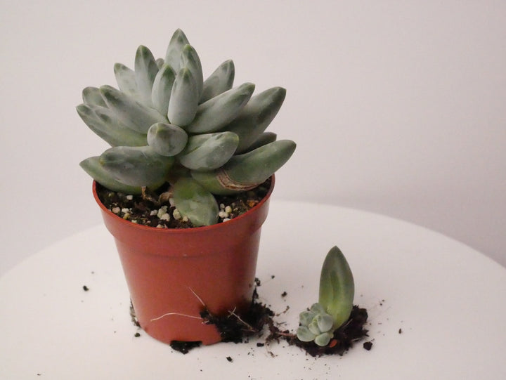 Pachyphytum compactum 'Little Jewel' - 1x Vermehrungsblatt