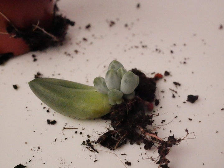 Pachyphytum compactum 'Little Jewel' - 1x Vermehrungsblatt
