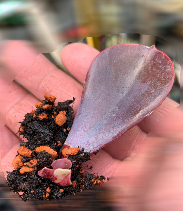 Echeveria 'Purple Pearl' - schöne Sukkulente - Vermehrungsblatt oder Pflanze