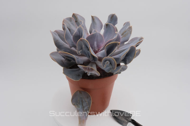 Echeveria 'Trompette' - sehr seltene und schöne Sukkulente - Vermehrungsblatt oder Pflanze