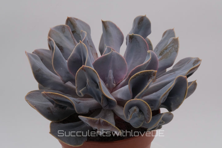 Echeveria 'Trompette' - sehr seltene und schöne Sukkulente - Vermehrungsblatt oder Pflanze