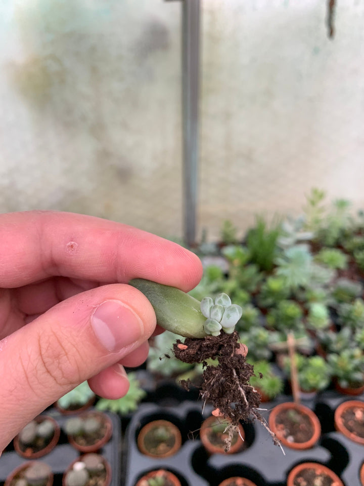 Sukkulenten Stecklinge und Vermehrungsblätter | Verschiedene Sorten
