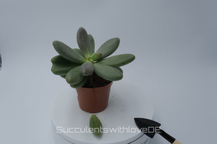 Pachyphytum 'Captain Jessop' - Sukkulente - 1 x Vermehrungsblatt