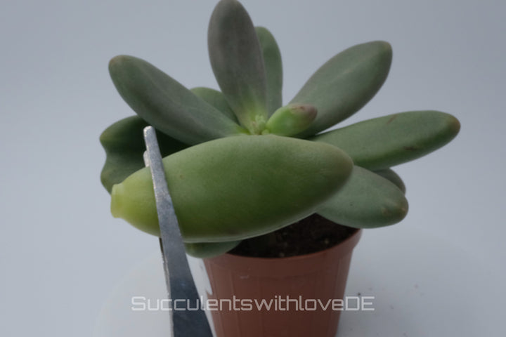 Pachyphytum 'Captain Jessop' - Sukkulente - 1 x Vermehrungsblatt