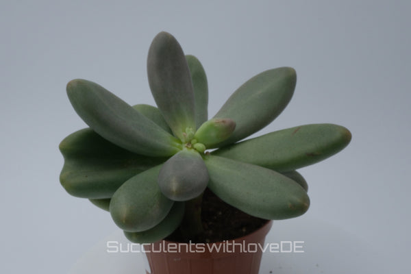 Pachyphytum 'Captain Jessop' - Sukkulente - 1 x Vermehrungsblatt