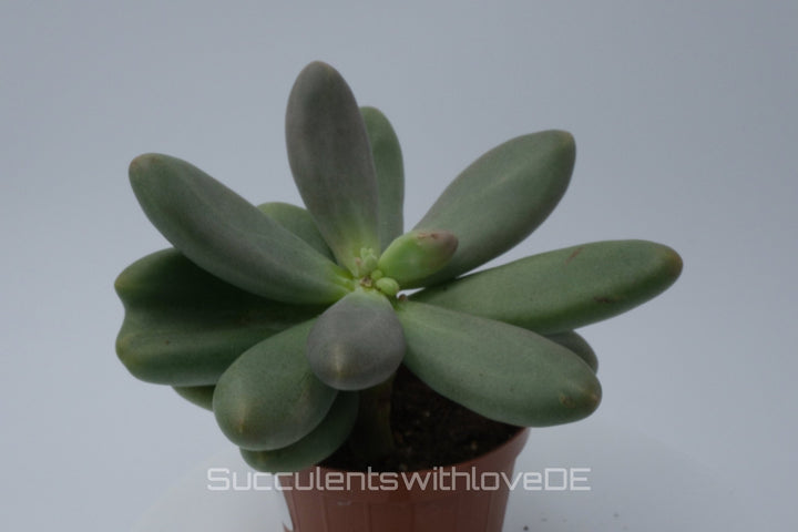 captain jessop succulent Pachyphytum 'Captain Jessop' - succulent