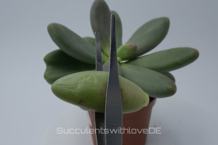 Pachyphytum 'Captain Jessop' - Sukkulente - 1 x Vermehrungsblatt