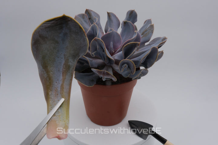 Echeveria 'Trompette' - sehr seltene und schöne Sukkulente - Vermehrungsblatt oder Pflanze