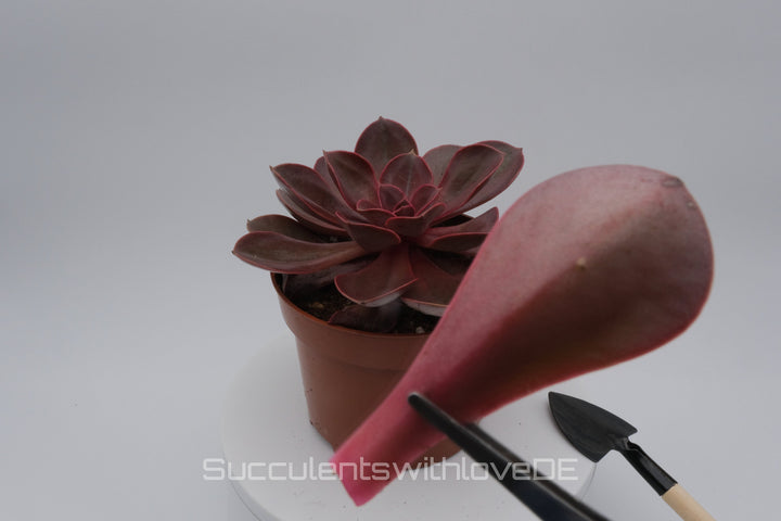 Echeveria 'Red Ruby' - seltene Sukkulente - Pflanze oder Vermehrungsblatt