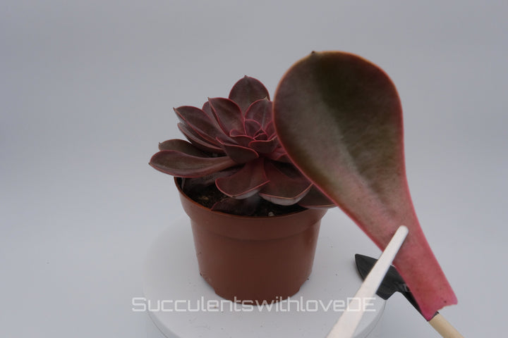 Echeveria 'Red Ruby' - seltene Sukkulente - Pflanze oder Vermehrungsblatt