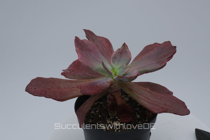 Echeveria 'Diamond State' - seltene Sukkulente - Vermehrungsblatt oder Pflanze