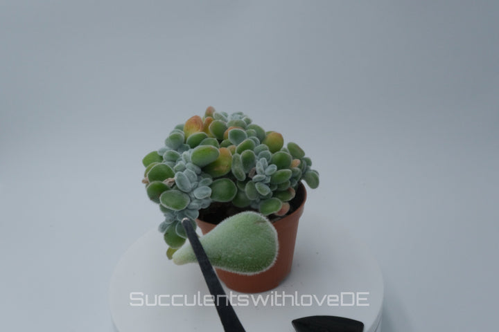 Echeveria pulvinata "Frosty" f. cristata - seltene Sukkulente - Pflanze oder Vermehrungsblätter