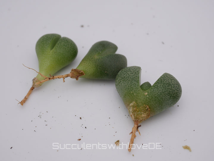 Lebender Granit | Pleiospilos nelii | Split Rock Living Stone Succulents