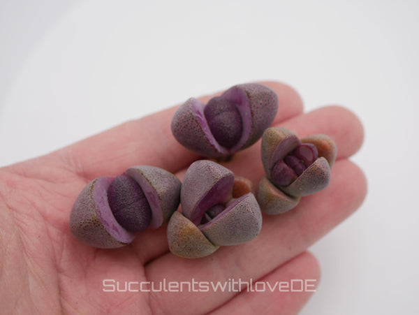 Lebender Granit | Pleiospilos nelii 'Royal Flush' | Split Rock Living Stone Succulents