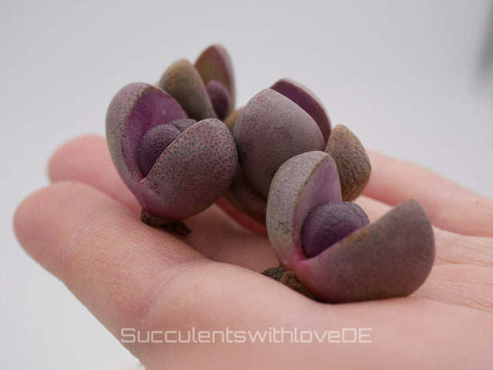 Lebender Granit | Pleiospilos nelii 'Royal Flush' | Split Rock Living Stone Succulents