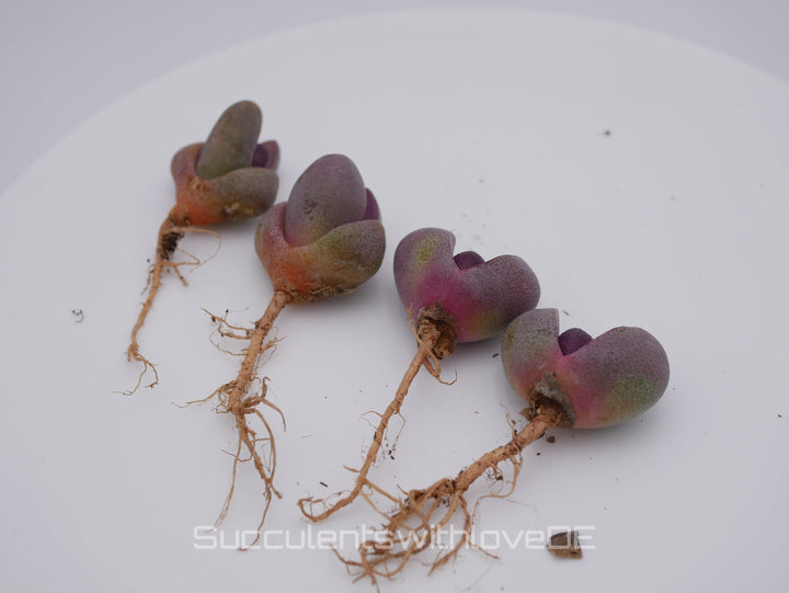 Lebender Granit | Pleiospilos nelii 'Royal Flush' | Split Rock Living Stone Succulents