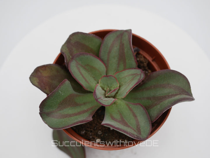 Echeveria 'nodulosa' - seltene Sukkulente - Pflanze oder Vermehrungsblatt