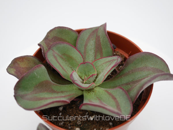 Echeveria 'nodulosa' - seltene Sukkulente - Pflanze oder Vermehrungsblatt