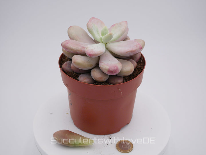 Pachyveria oviferum roseum "Pink moonstones" - seltene und schöne Sukkulente - Vermehrungsblatt oder Pflanze