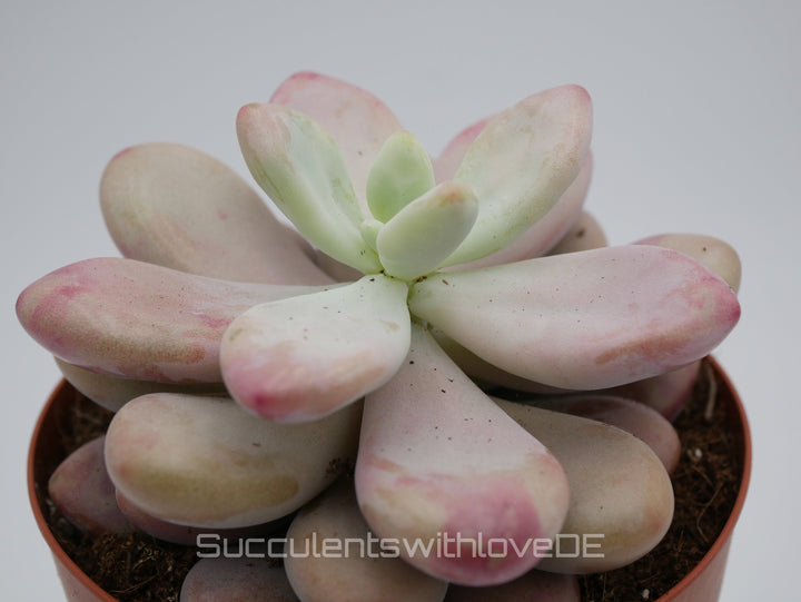 Pachyveria oviferum roseum "Pink moonstones" - seltene und schöne Sukkulente - Vermehrungsblatt oder Pflanze