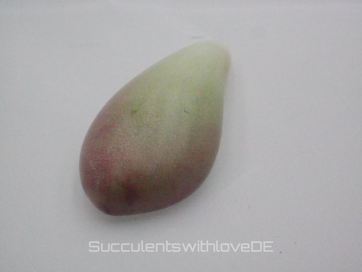 Pachyveria oviferum roseum "Pink moonstones" - seltene und schöne Sukkulente - Vermehrungsblatt oder Pflanze