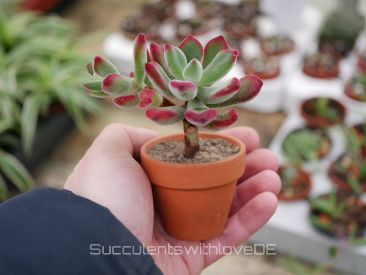 Echeveria pulvinata var. rubra - seltene und schöne Sukkulente - Vermehrungsblatt oder Pflanze