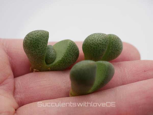 Lebender Granit | Pleiospilos nelii | Split Rock Living Stone Succulents