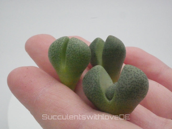 Lebender Granit | Pleiospilos nelii | Split Rock Living Stone Succulents
