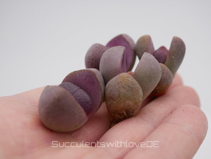 Lebender Granit | Pleiospilos nelii 'Royal Flush' | Split Rock Living Stone Succulents