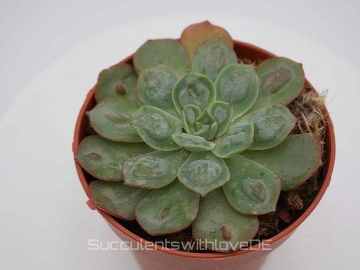 Echeveria 'Raindrops' - seltene und schöne Sukkulente - 1 x Vermehrungsblatt